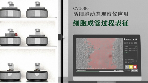 細(xì)胞成管過程表征