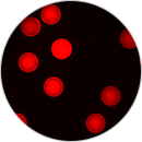5-應用-4熒光微球-130X130.png