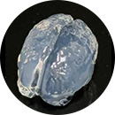 類(lèi)器官.png